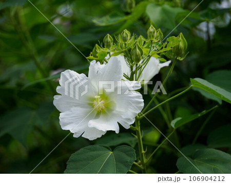 美しい白い芙蓉 美しい白い芙蓉 106904212