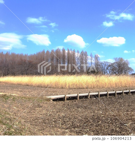 葦の枯れ草の刈られた湿地と木道とメタセコイア林にある早春の水元公園風景 葦の枯れ草の刈られた湿地と木道とメタセコイア林にある早春の水元公園風景 106904213