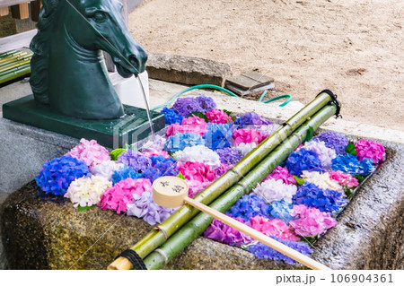 京都市伏見区深草の藤森神社 手水舎(紫陽花の花手水) 京都市伏見区深草の藤森神社 手水舎(紫陽花の花手水) 106904361
