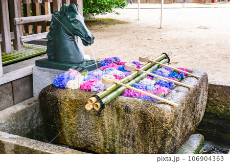 京都市伏見区深草の藤森神社 手水舎(紫陽花の花手水) 京都市伏見区深草の藤森神社 手水舎(紫陽花の花手水) 106904363