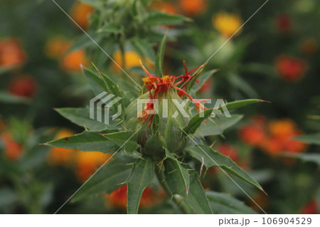 紅花 紅花 106904529