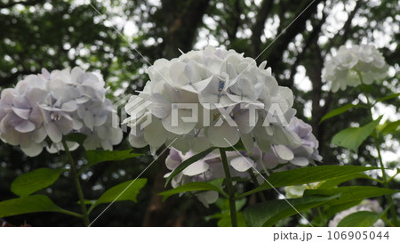 あじさい園にて淡い色のお花 あじさい園にて淡い色のお花 106905044