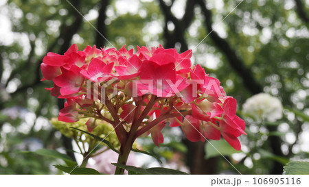 あじさい園にて濃いピンク色と白のぼかしのお花 106905116