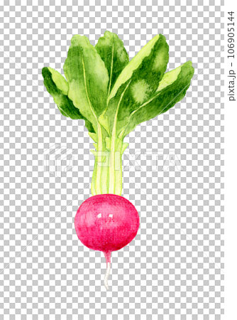Red turnip vegetable hand-drawn watercolor illustration material Red turnip vegetable hand-drawn watercolor illustration material 106905144