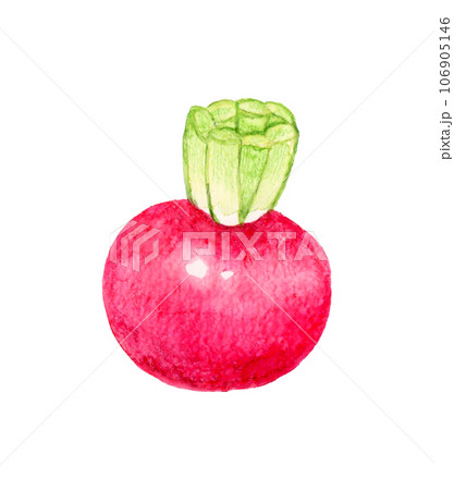 赤蕪　野菜の手描き水彩イラスト素材 106905146