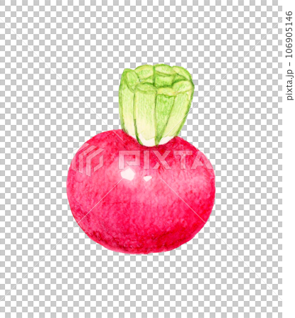 赤蕪　野菜の手描き水彩イラスト素材 106905146