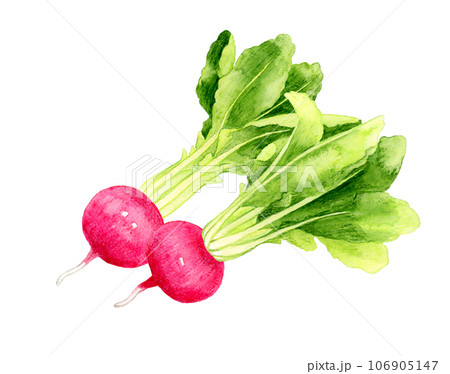 赤蕪　野菜の手描き水彩イラスト素材 106905147