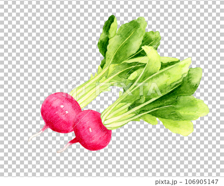 Red turnip vegetable hand-drawn watercolor illustration material 106905147