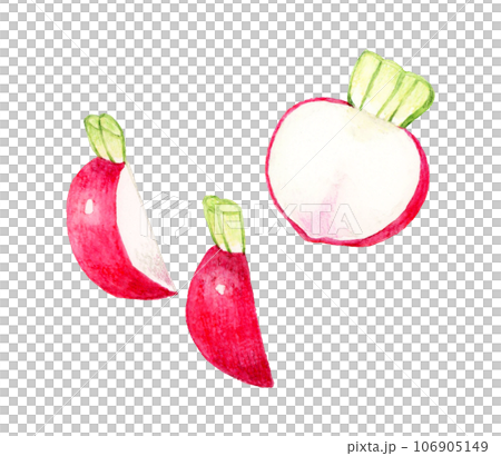 Hand-drawn watercolor illustration of cut red turnip vegetable 106905149