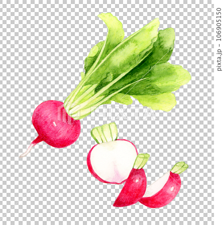 Hand-drawn watercolor illustration of cut red turnip vegetable 106905150