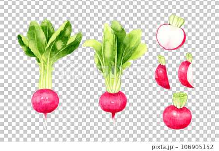 Set of red turnips, hand-drawn watercolor illustrations of vegetables 106905152