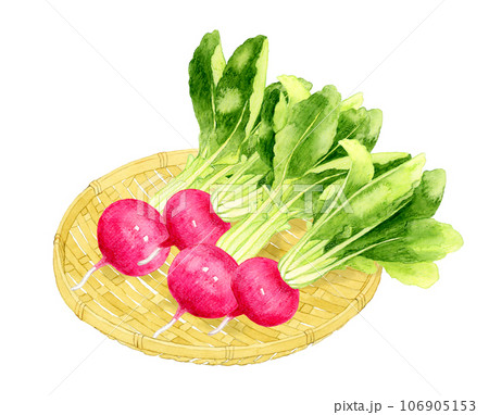 竹ざるに乗った赤蕪 野菜の手描き水彩イラスト素材のイラスト素材