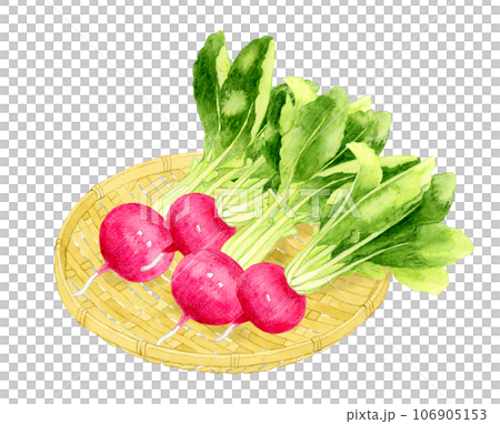 竹ざるに乗った赤蕪 野菜の手描き水彩イラスト素材 竹ざるに乗った赤蕪 野菜の手描き水彩イラスト素材 106905153