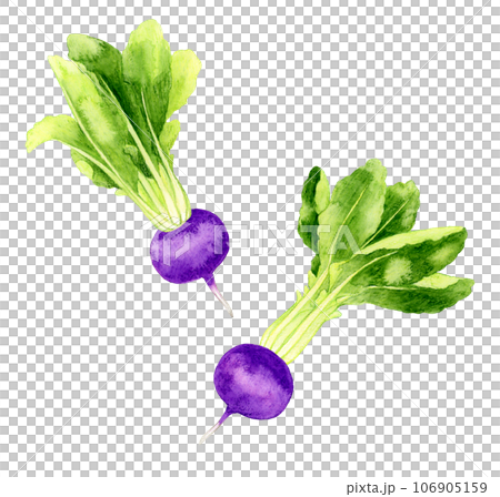 紫蘿蔔蔬菜手繪水彩插畫素材 106905159