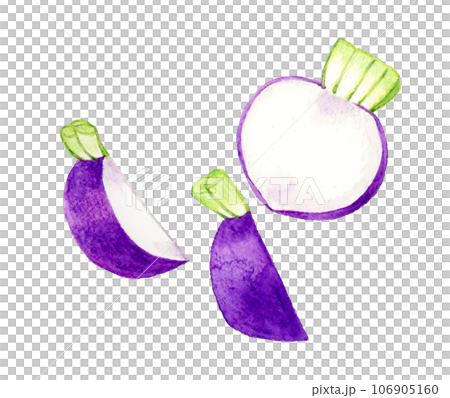 Hand-drawn watercolor illustration of cut purple turnip vegetables 106905160