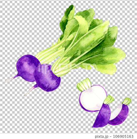 Hand-drawn watercolor illustration of cut purple turnip vegetables 106905163