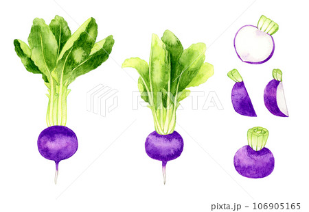 紫色の蕪のセット　野菜の手描き水彩イラスト素材 106905165