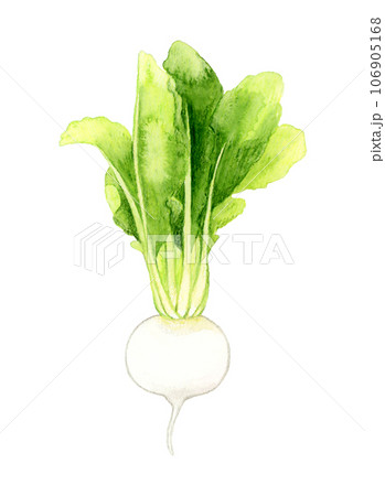 白色の蕪　野菜の手描き水彩イラスト素材 106905168