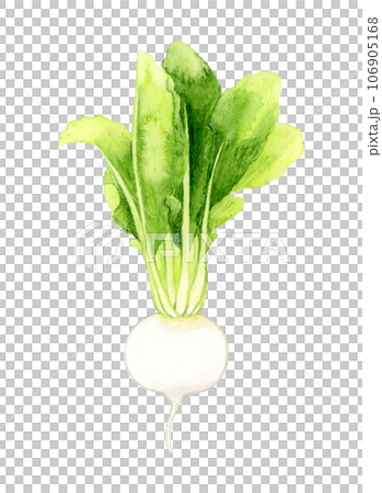 白蘿蔔蔬菜手繪水彩插畫素材 106905168