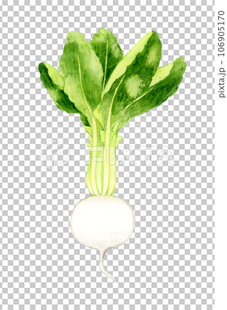 White turnip vegetable hand-drawn watercolor illustration material White turnip vegetable hand-drawn watercolor illustration material 106905170