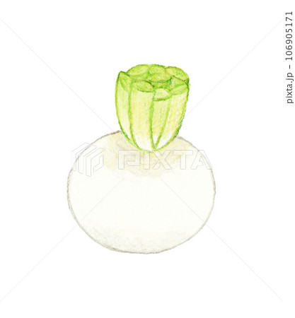白色の蕪 野菜の手描き水彩イラスト素材 白色の蕪 野菜の手描き水彩イラスト素材 106905171