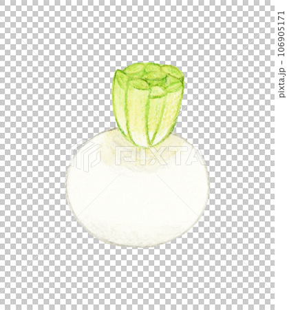 白蘿蔔蔬菜手繪水彩插畫素材 白蘿蔔蔬菜手繪水彩插畫素材 106905171