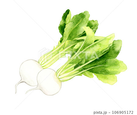 白色の蕪　野菜の手描き水彩イラスト素材 106905172