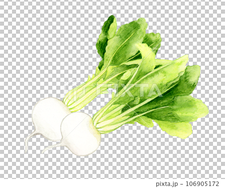 白色の蕪　野菜の手描き水彩イラスト素材 106905172