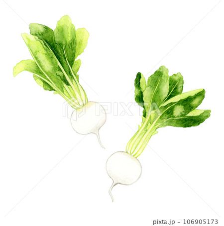 白色の蕪 野菜の手描き水彩イラスト素材 白色の蕪 野菜の手描き水彩イラスト素材 106905173