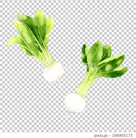白色の蕪 野菜の手描き水彩イラスト素材 白色の蕪 野菜の手描き水彩イラスト素材 106905173