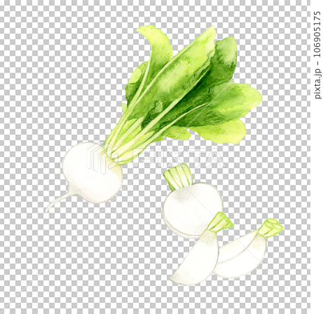 手繪水彩插圖切白蘿蔔蔬菜 手繪水彩插圖切白蘿蔔蔬菜 106905175