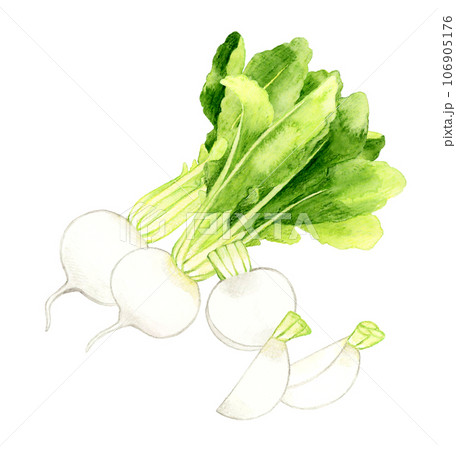 カットした白色の蕪　野菜の手描き水彩イラスト素材 106905176