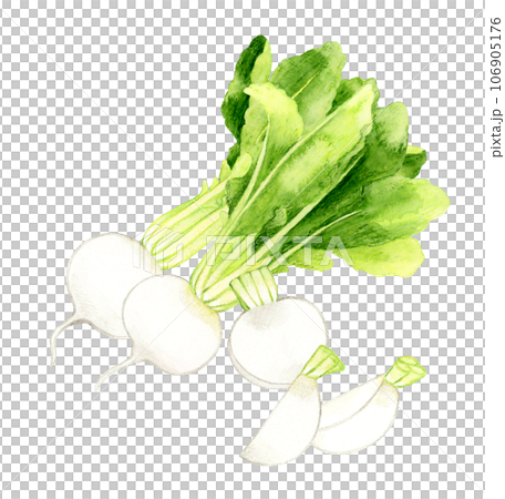 カットした白色の蕪　野菜の手描き水彩イラスト素材 106905176