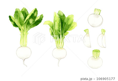 白色の蕪のセット　野菜の手描き水彩イラスト素材 106905177