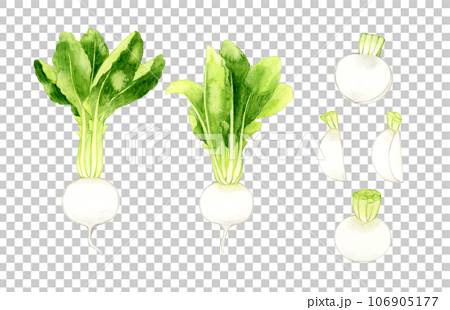白色の蕪のセット　野菜の手描き水彩イラスト素材 106905177