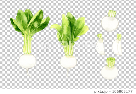 Set of white turnips, hand-drawn watercolor illustrations of vegetables 106905177