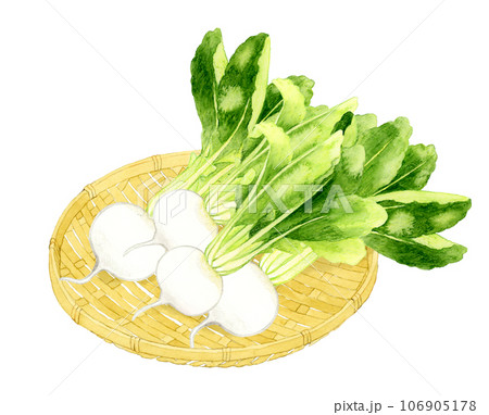 竹ざるに乗った白色の蕪　野菜の手描き水彩イラスト素材 106905178