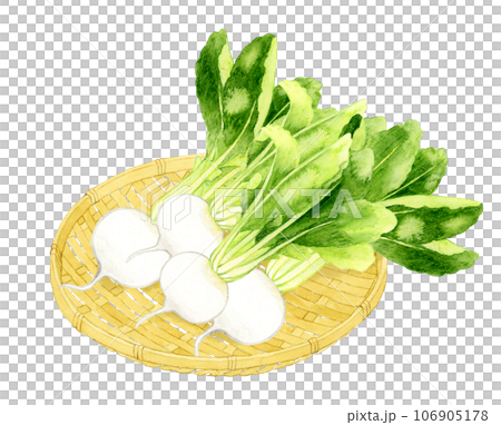 竹漏勺上的白蘿蔔，手繪水彩蔬菜插圖 106905178