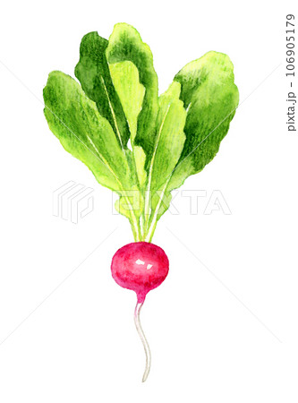 ラディッシュ　野菜の手描き水彩イラスト素材 106905179