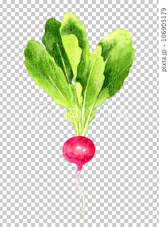 ラディッシュ　野菜の手描き水彩イラスト素材 106905179