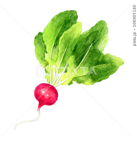 ラディッシュ 野菜の手描き水彩イラスト素材 ラディッシュ 野菜の手描き水彩イラスト素材 106905180