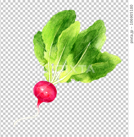 ラディッシュ 野菜の手描き水彩イラスト素材 ラディッシュ 野菜の手描き水彩イラスト素材 106905180