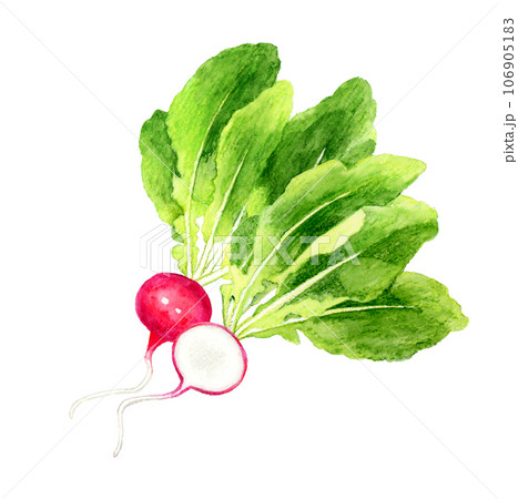 半分にカットしたラディッシュ　野菜の手描き水彩イラスト素材 106905183