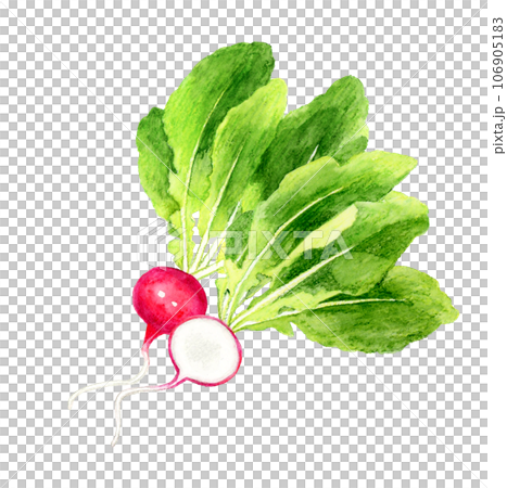 半分にカットしたラディッシュ　野菜の手描き水彩イラスト素材 106905183