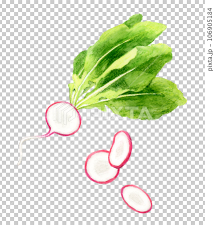 Cut radish vegetable hand-drawn watercolor illustration material 106905184
