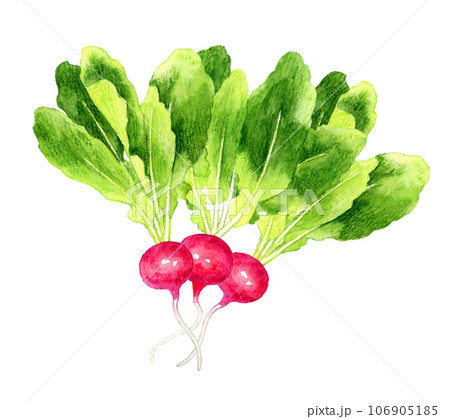 ラディッシュ 野菜の手描き水彩イラスト素材 ラディッシュ 野菜の手描き水彩イラスト素材 106905185