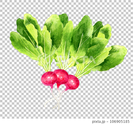 ラディッシュ 野菜の手描き水彩イラスト素材 ラディッシュ 野菜の手描き水彩イラスト素材 106905185