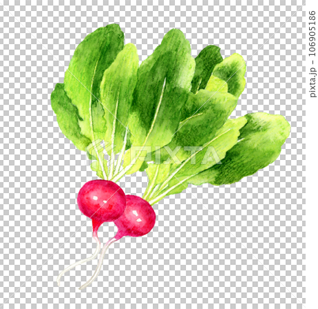 蘿蔔蔬菜手繪水彩插畫素材 蘿蔔蔬菜手繪水彩插畫素材 106905186