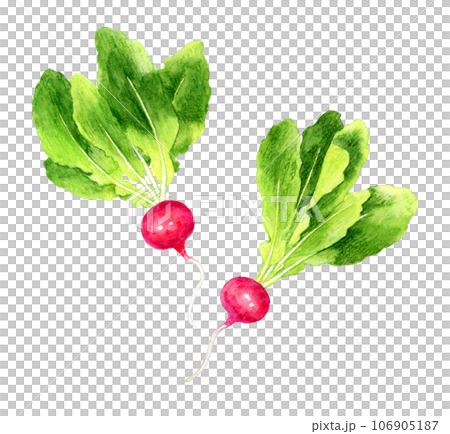 蘿蔔蔬菜手繪水彩插畫素材 106905187