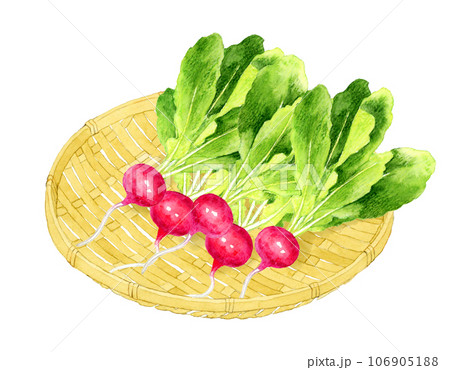 竹ざるに乗ったラディッシュ　野菜の手描き水彩イラスト素材 106905188